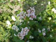 Fagopyrum