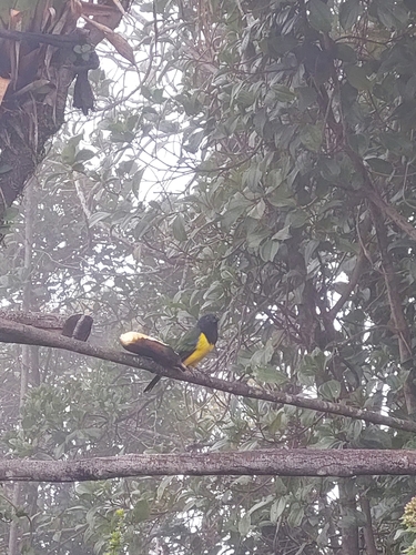 Black-chested Mountain Tanager (Cnemathraupis eximia)