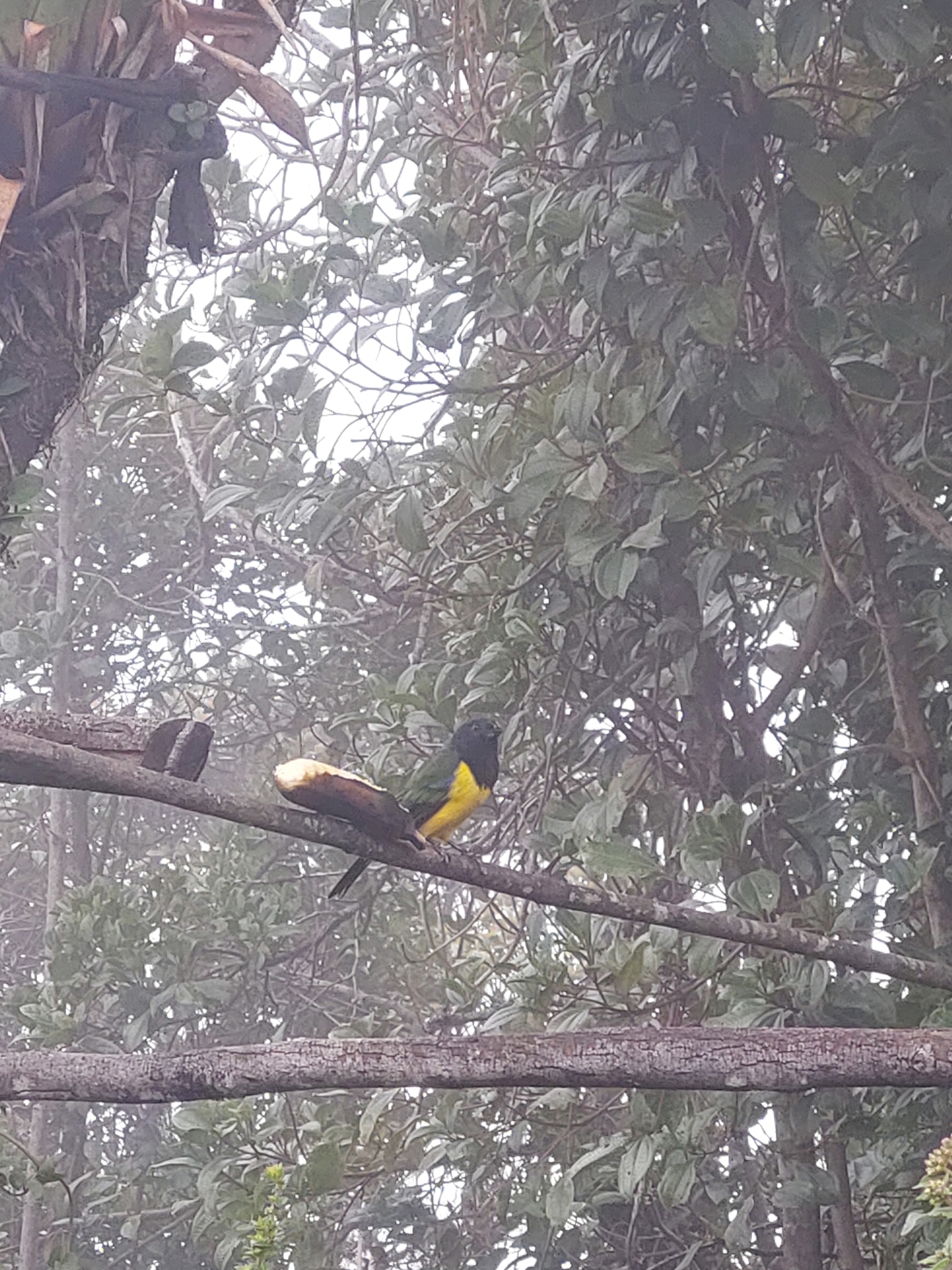 Black-chested Mountain Tanager (Cnemathraupis eximia), photo 1