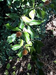 Fagus sylvatica