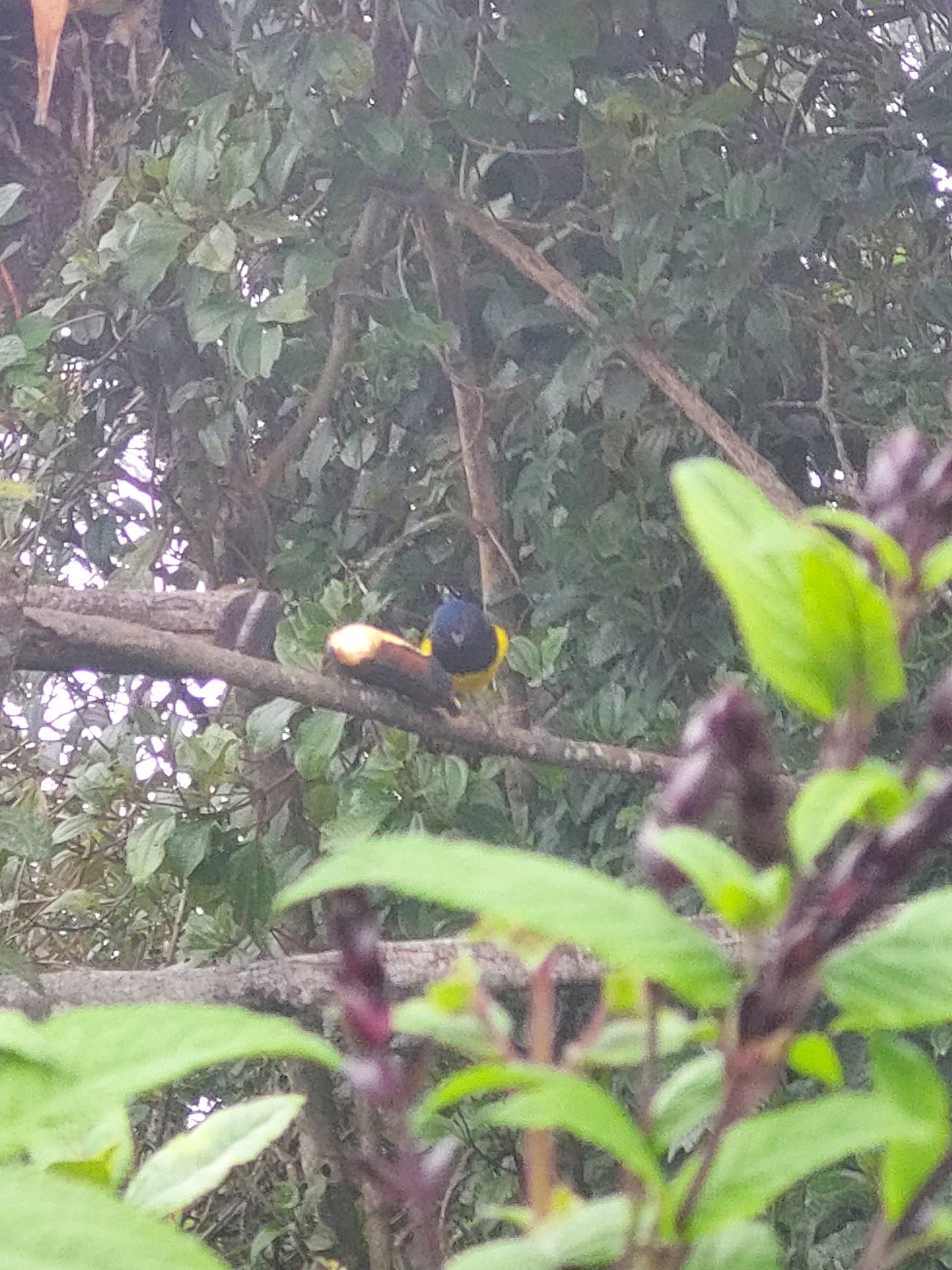 Black-chested Mountain Tanager (Cnemathraupis eximia), photo 2