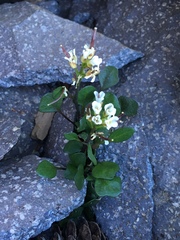 Cardamine bellidifolia