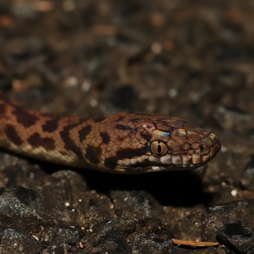 Spotted Python sighting