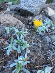 Raillardella argentea