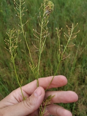 Rorippa brachycarpa