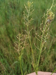 Rorippa brachycarpa