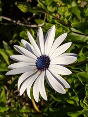 Dimorphotheca ecklonis