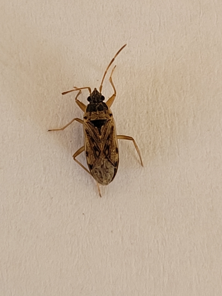 Elasmolomus capensis