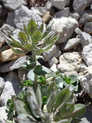 Noccaea rotundifolia