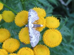 Eupithecia succenturiata