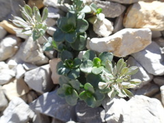 Noccaea rotundifolia