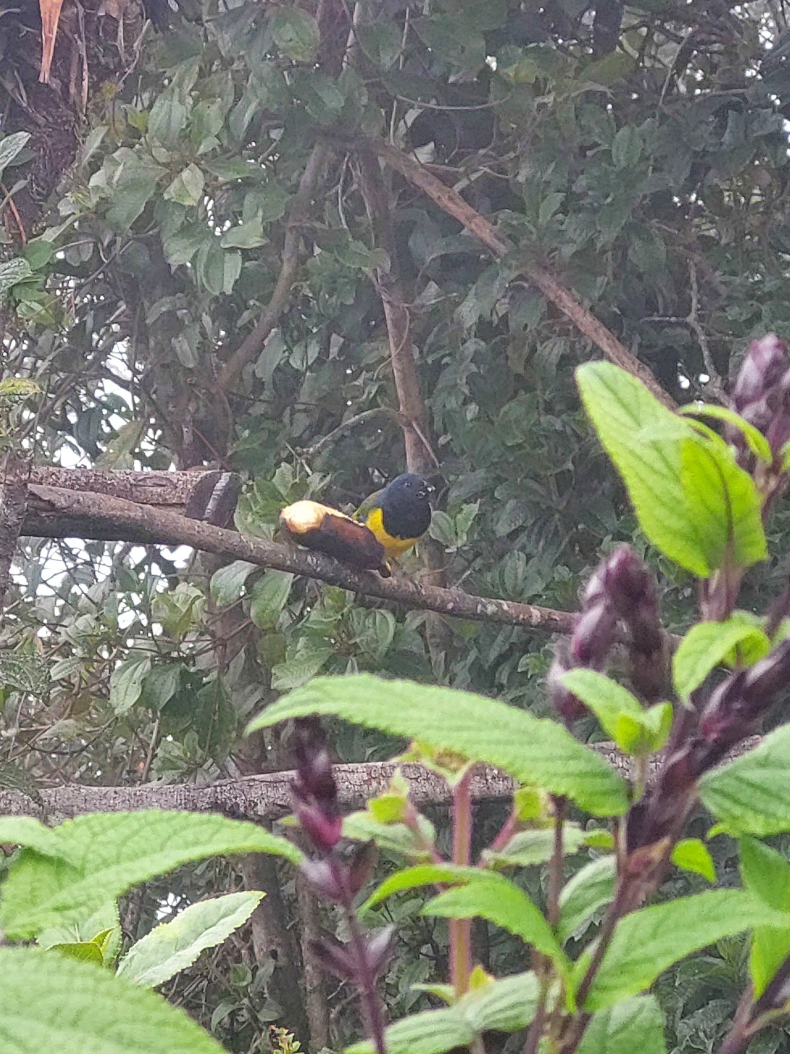 Black-chested Mountain Tanager (Cnemathraupis eximia), photo 10
