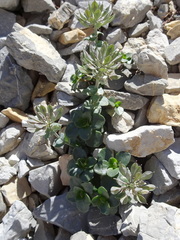 Noccaea rotundifolia