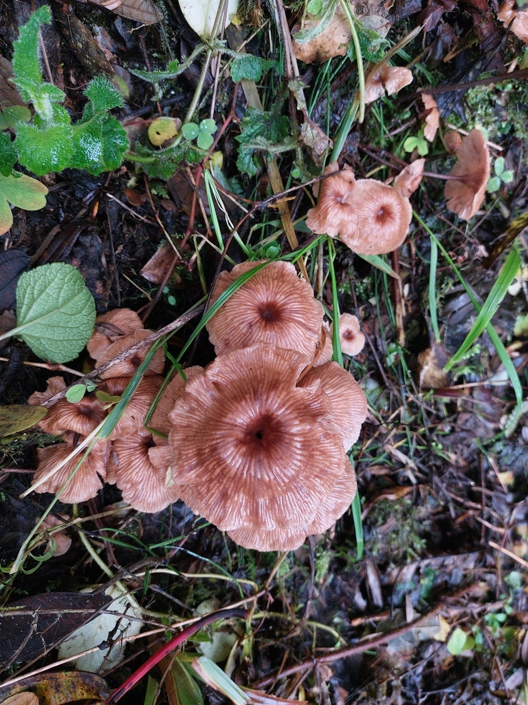 Gymnopus foetidus