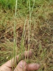 Pholiurus pannonicus