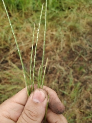 Pholiurus pannonicus