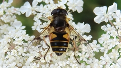 Eristalis horticola