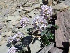 Noccaea rotundifolia