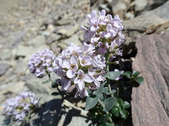 Noccaea rotundifolia