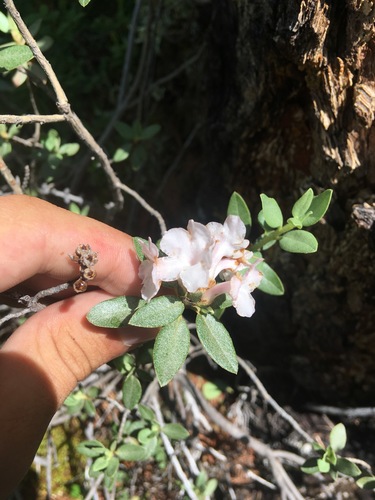 Image of Rhododendron adamsii by (c) gonodactylus, some rights reserved (CC BY)