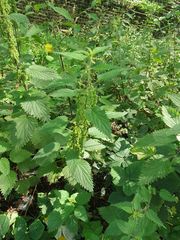 Urtica dioica