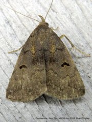 Phalaenostola hanhami