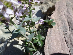Noccaea rotundifolia