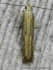 Isophrictis magnella