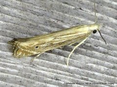 Isophrictis magnella