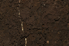 Cryptostroma corticale