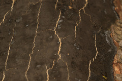 Cryptostroma corticale