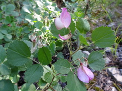 Ononis rotundifolia