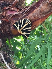 Euplagia quadripunctaria