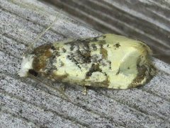 Phalonidia memoranda