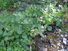 Ononis rotundifolia