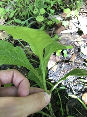 Verbesina virginica image