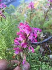 Pedicularis rubens