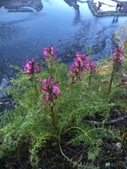 Pedicularis rubens