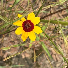 Coreopsis