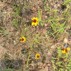 Coreopsis