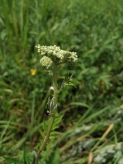 Filipendula stepposa