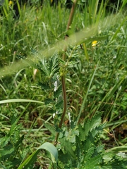 Filipendula stepposa