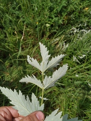 Filipendula stepposa