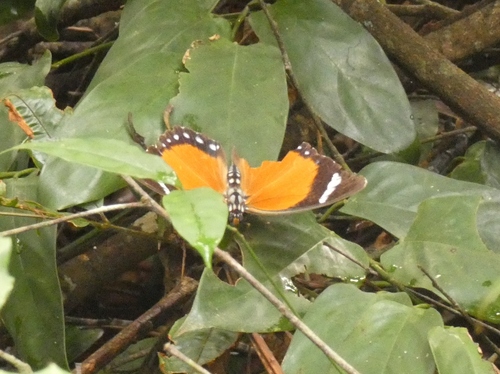 Euphaedra alacris