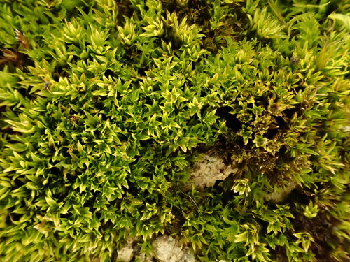 Hydrogonium croceum observed 2025-02-21