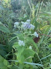 Eupatorium perfoliatum