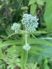 Eupatorium perfoliatum