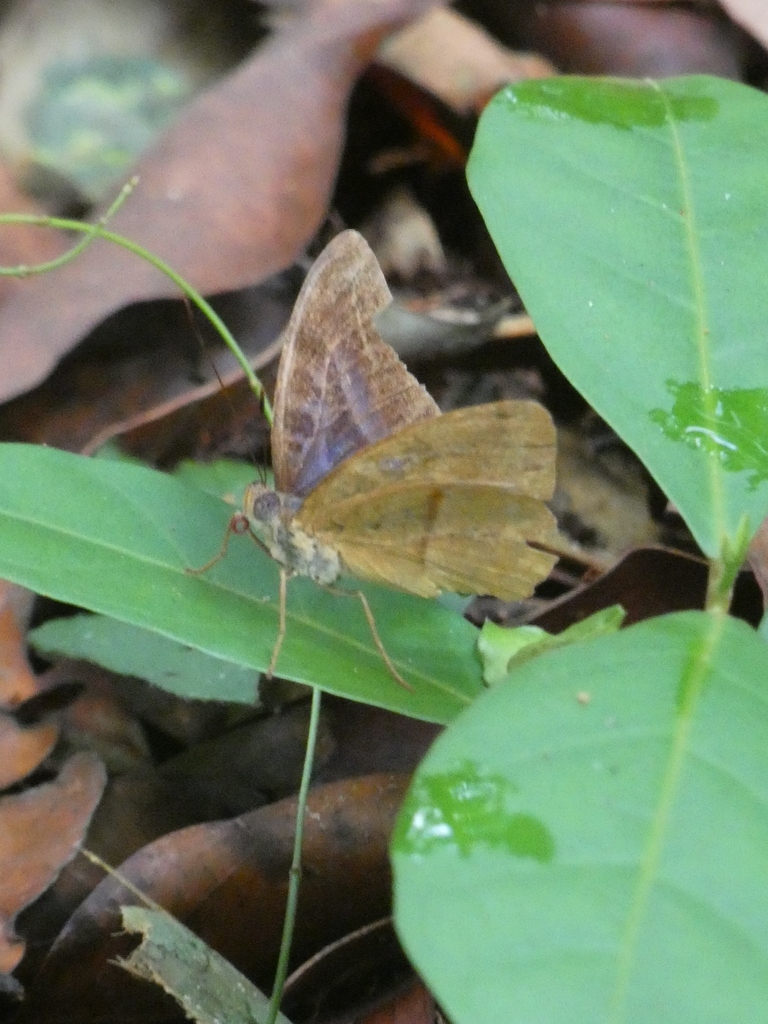 Euriphene mundula