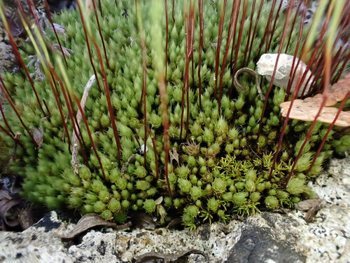 Ptychostomum imbricatulum