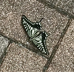 Papilio xuthus